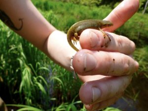 She may not look like much. But this female Eastern newt (Notophthalmus viridescens) loves to snack on spotted salamander larvae. And really anything that fits in her mouth. 