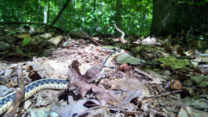 Garter snake tongue-flicking. Photo by Jessie Rack.